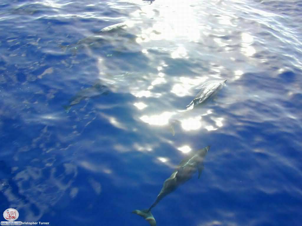 dolphin glare