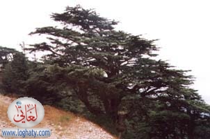 lebanon nature cedar1
