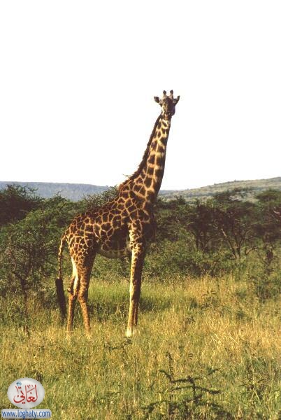 giraffe2