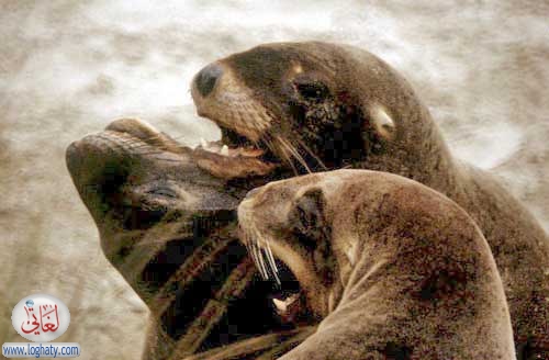 hookers sea lion family