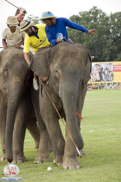 elephant polo competition
