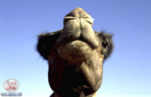 australian camel