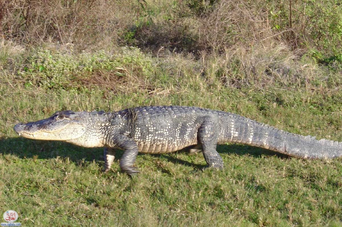 crocodile-florida