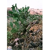 golan-cactus