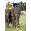 elephant polo competition