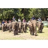 elephants entering polo field