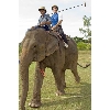 thai elephant polo