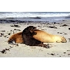 fur seals