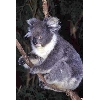 koala bear