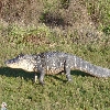 crocodile-florida