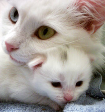 turkish angora 0013