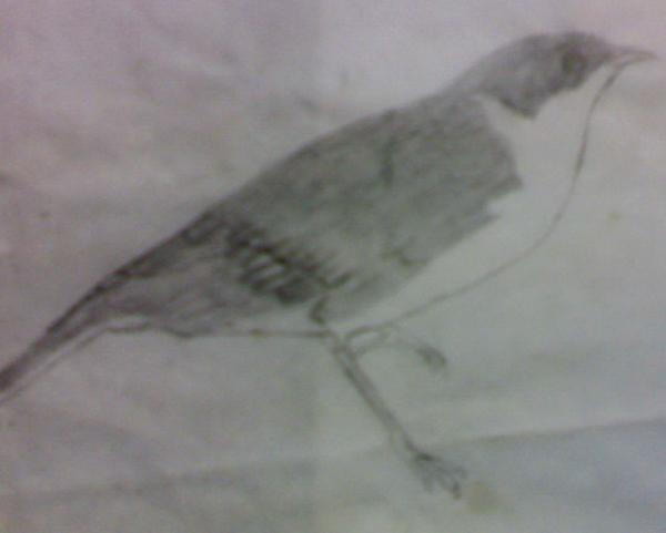 Bird